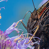 Insects